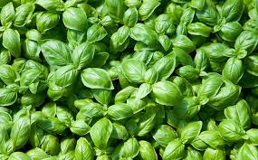 basilic